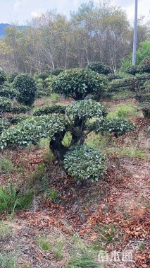 20公分造型椤木石楠