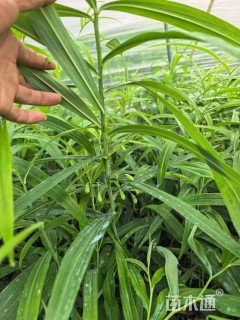 高度40厘米白芨