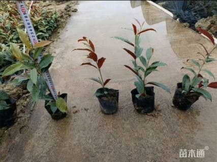 高度20厘米红背桂