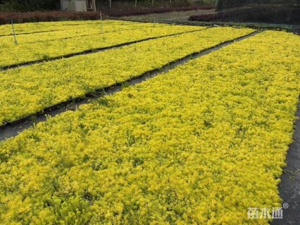 高度10厘米佛甲草