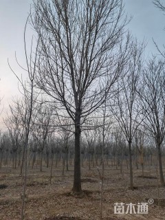 30公分榆树