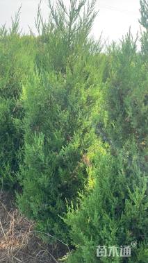 高度180厘米蜀桧