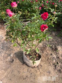 高度30厘米欧洲月季