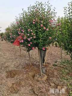 高度150厘米木槿