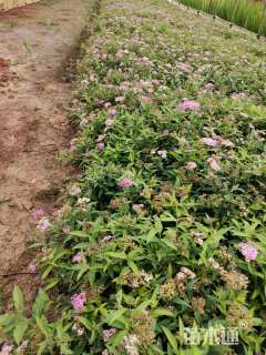 高度25厘米绣线菊