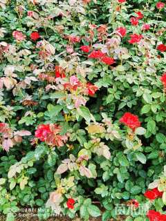 高度40厘米品种月季