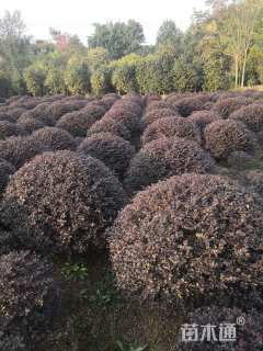 冠幅80厘米红花继木球