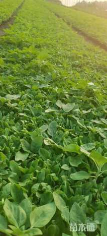 高度10厘米向日葵