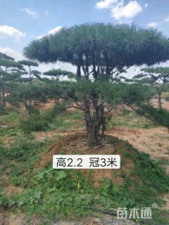 造型黑松
