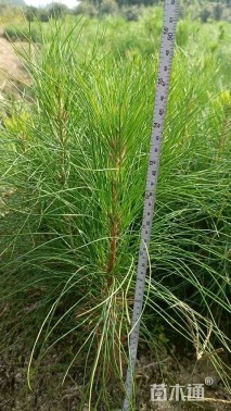 0.5公分湿地松，裸根苗