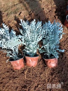 高度15厘米银叶菊