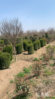 高度150厘米造型瓜子黄杨