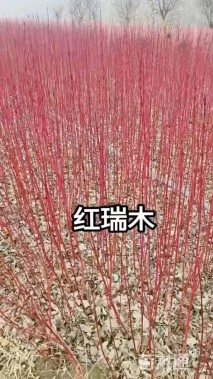 高度40厘米红瑞木