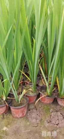 高度40厘米鸢尾