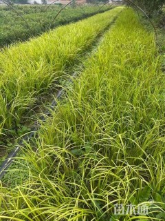 高度35厘米金叶石菖蒲