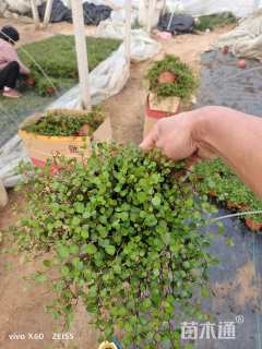 高度10厘米吊兰