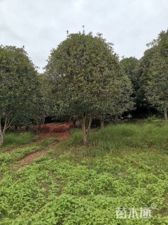 高度450厘米丛生桂花