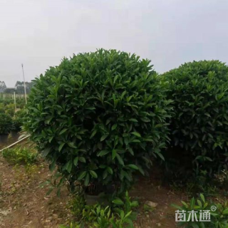 高度100厘米非洲茉莉球