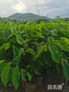高度45厘米番荔枝