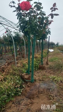 2公分高杆树状月季