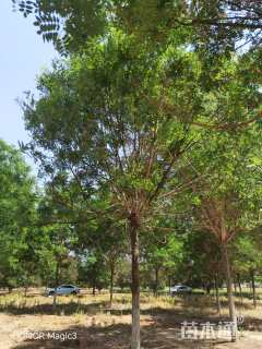 13公分国槐