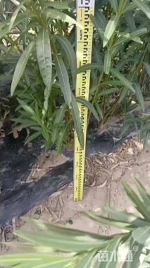 高度150厘米夹竹桃