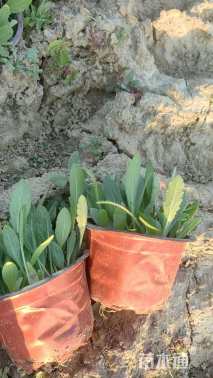 高度10厘米天人菊