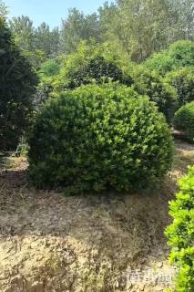 冠幅80厘米海桐球