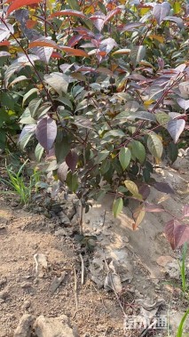 高度40厘米红叶李小苗
