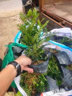 高度24厘米胡椒木