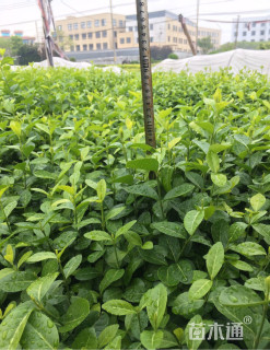 主蔓长30厘米小叶扶芳藤