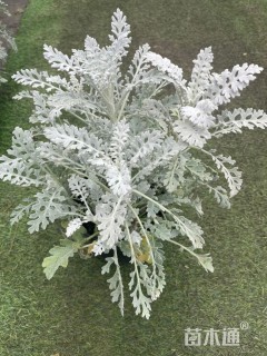 高度20厘米银叶菊
