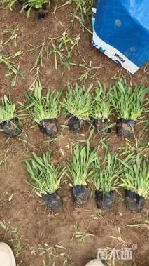 高度20厘米宿根天人菊