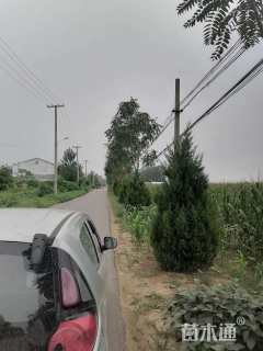 高度200厘米塔柏