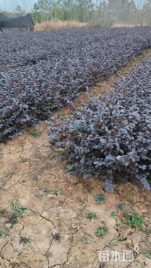 高度35厘米红花继木