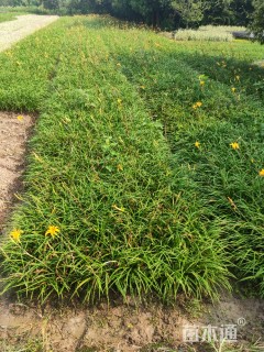 30厘米常绿萱草