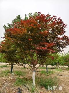 13公分日本红枫