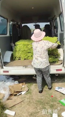 高度8厘米佛甲草