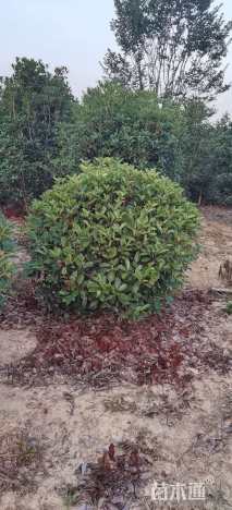 冠幅150厘米红叶石楠球