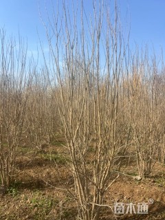 高度230厘米丛生花石榴