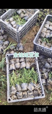 高度15厘米金娃娃萱草