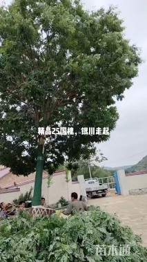 25公分国槐