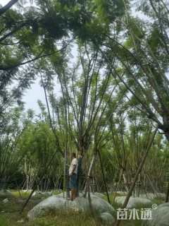 15公分(5杆)丛生蓝花楹