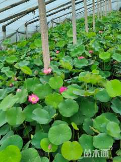 高度60厘米荷花