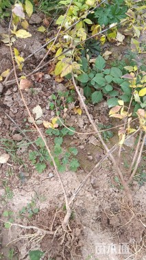 高度150厘米连翘