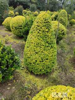 冠幅120厘米亮晶女贞球