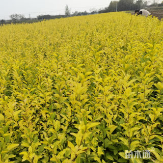 高度40厘米金叶女贞小苗