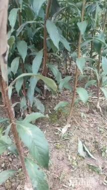 高度60厘米李子小苗