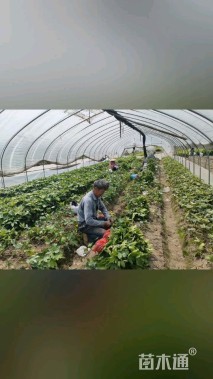 高度25厘米八角金盘