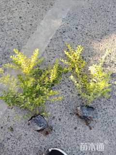 高度25厘米亮晶女贞小苗